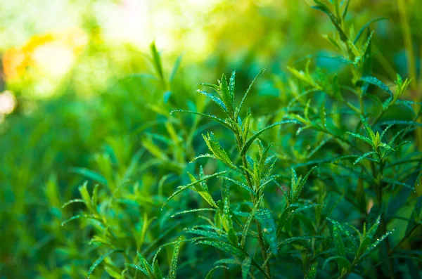 Buen Estragón Verde Rocío Mañana — Foto de Stock