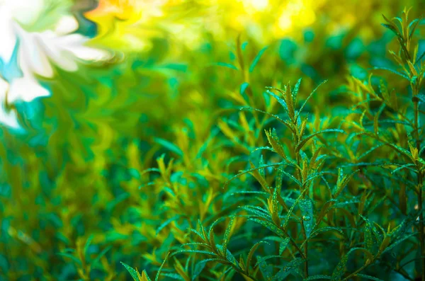 Çiğ Iyi Yeşil Tarhun — Stok fotoğraf