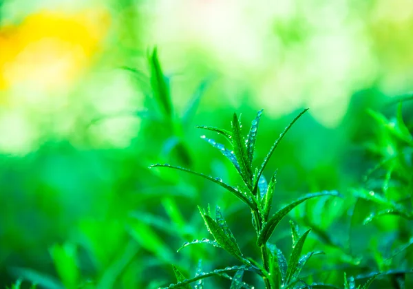 Reggeli Harmat Zöld Tárkony — Stock Fotó