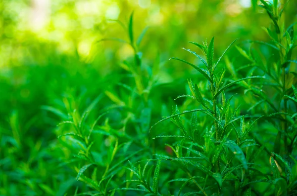 Good Green Tarragon Morning Dew — Stock Photo, Image