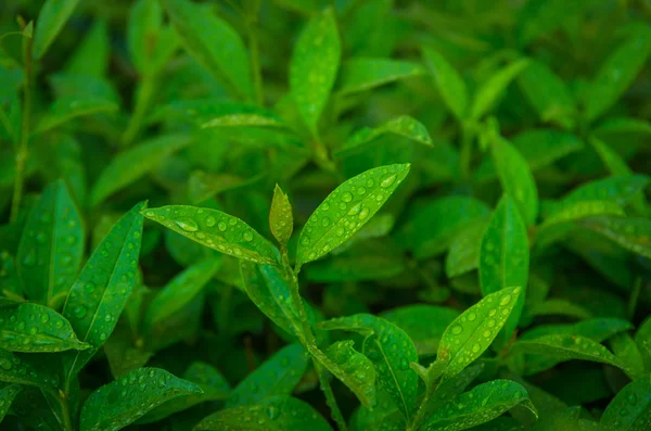 Zöld Tea Egy Nyári Reggel Hajnalban Hajtások — Stock Fotó