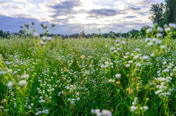 Beautiful Wild Daisy Field Morning Meadow — Stock Photo, Image