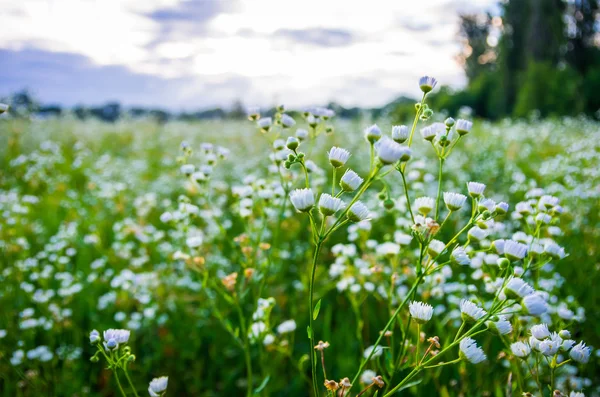 在一片草地在早晨美丽的野雏菊字段 — 图库照片