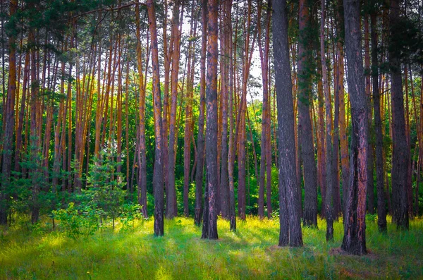 Hermoso Bosque Pinos Día Soleado — Foto de Stock