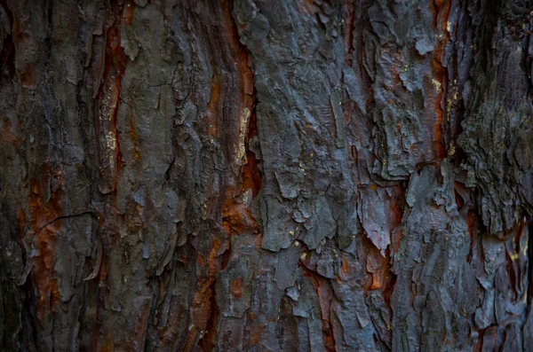 Este Buen Árbol Marrón Corteza Pino Verano — Foto de Stock