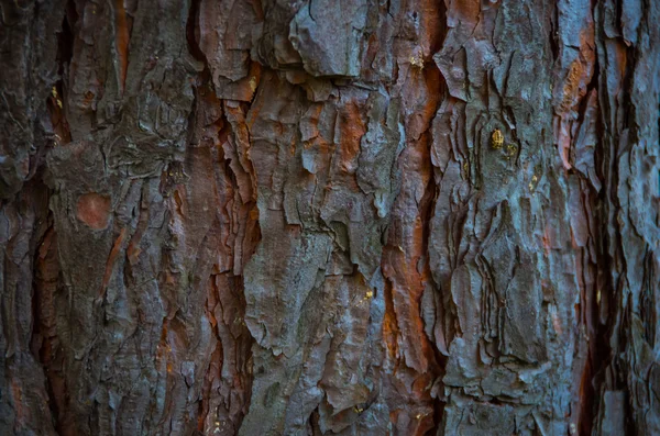Tohle Dobrá Hnědou Stromová Kůra Borovice — Stock fotografie
