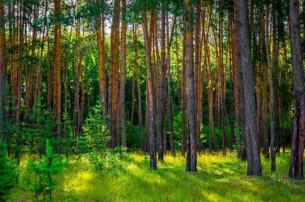 Piękny Las Sosnowy Słoneczny Dzień — Zdjęcie stockowe