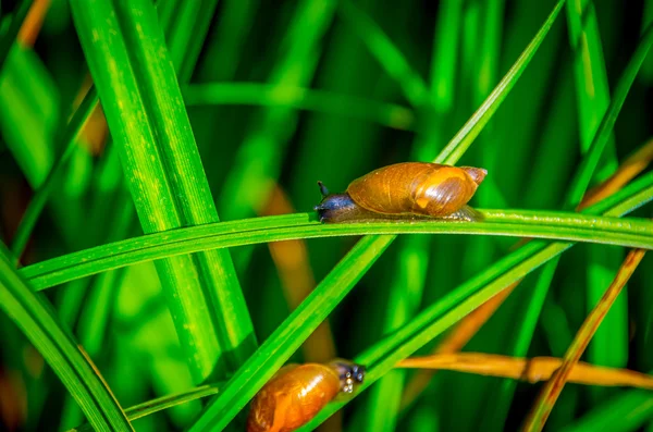 Caracol Rastejando Folha Verde Grama — Fotografia de Stock