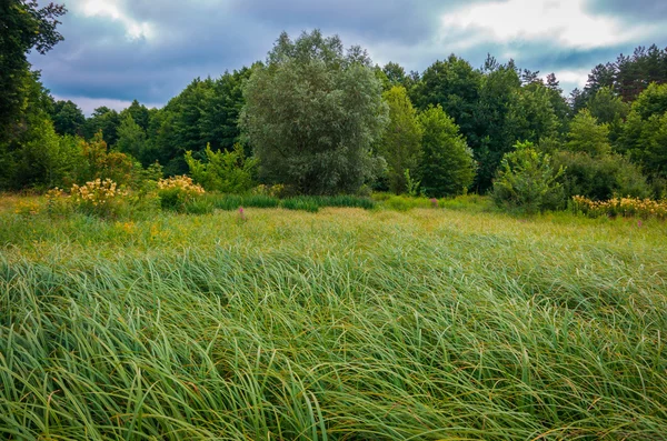 Carice Verde Una Palude Nella Foresta — Foto Stock