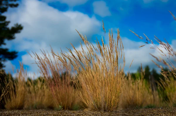 Желтая Трава Песке Солнечный День — стоковое фото