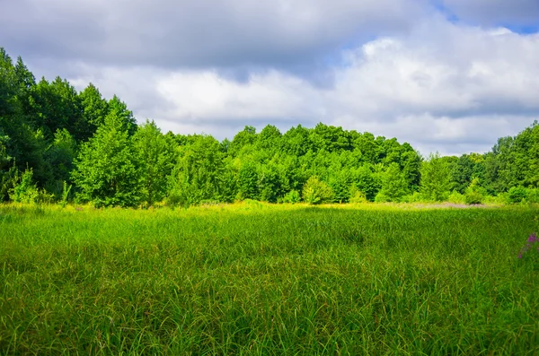 森林沼泽上的绿色缝隙 — 图库照片