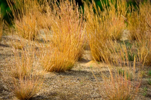 晴れた日の砂の上の黄色の草 — ストック写真