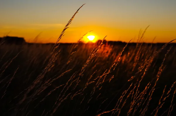 Золотая сухая трава — стоковое фото