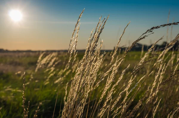 Hermoso Amanecer Dorado Hierba Seca Verano — Foto de Stock