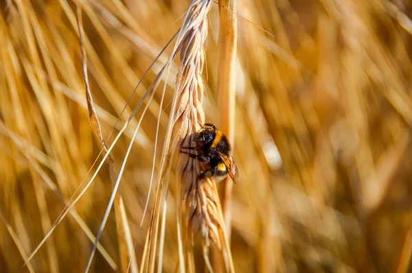 Abelha em espinhos de trigo — Fotografia de Stock