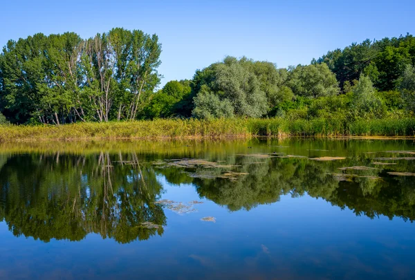 Pond on a sunny day — Stock Photo, Image