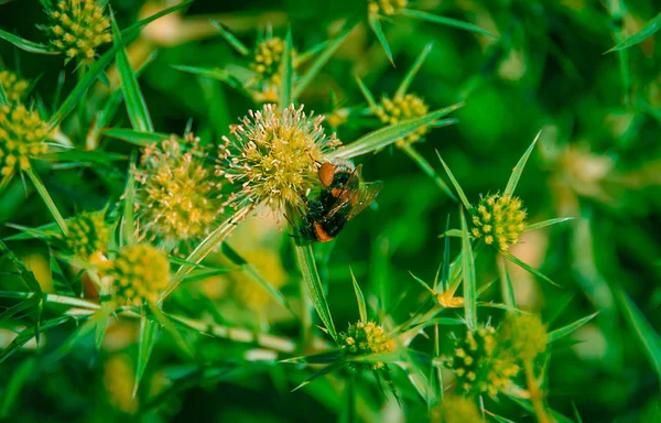 Μέλισσα Bombus Pascuorum Στο Σιτάρι Καλοκαιριού Αγκάθια — Φωτογραφία Αρχείου