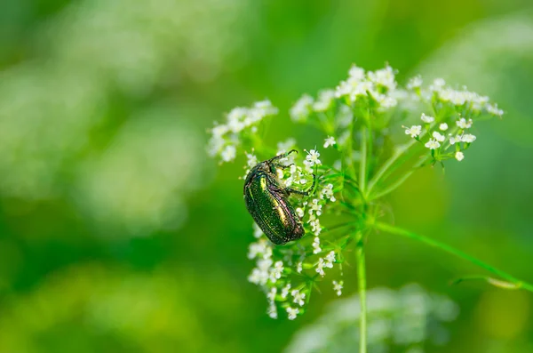 Grüner Käfer — Stockfoto