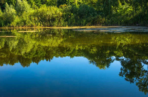 Pond on a sunny day — Stock Photo, Image