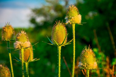 Güneş vahşi yeşil alan mor diken