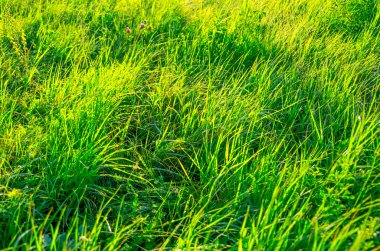 Sabahın erken saatlerinde güzel yeşil çimen