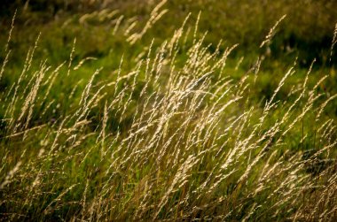 Sabahın erken saatlerinde güzel sarı çim