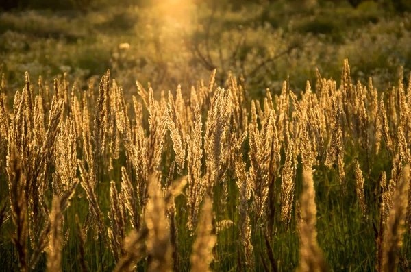 Hermosa Hierba Amarilla Mañana Temprano — Foto de Stock