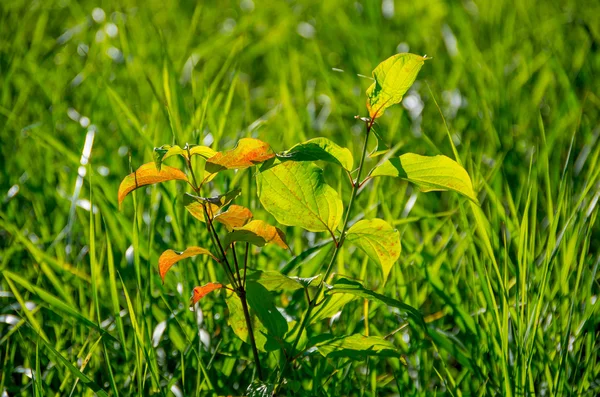 Beautiful green sprout — Stock Photo, Image