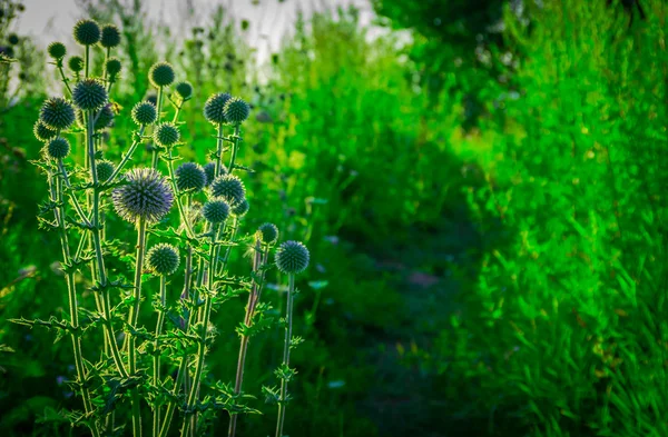 绿色的田野带刺的紫色植株 — 图库照片