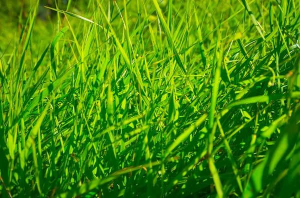 Kaunis vihreä ruoho — kuvapankkivalokuva