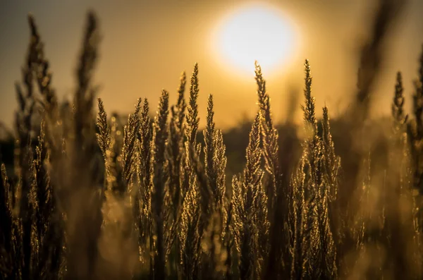 Belle herbe jaune — Photo