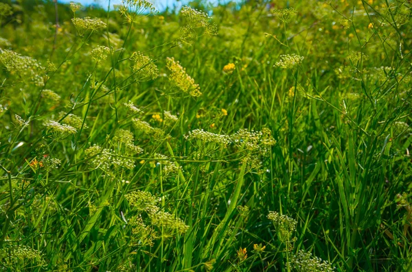 美しい緑の芝生 — ストック写真