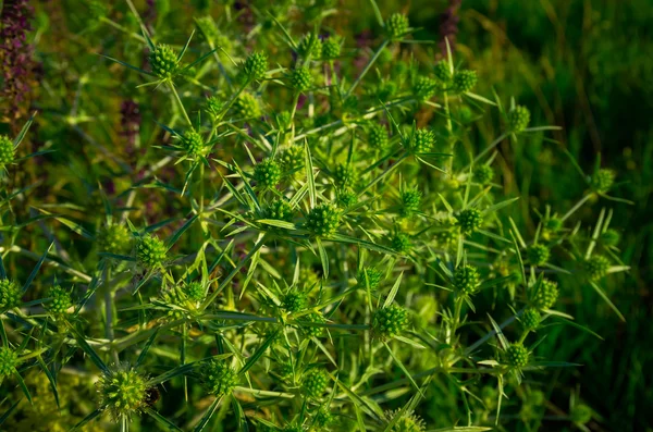 Campo verde planta púrpura espinosa — Foto de Stock