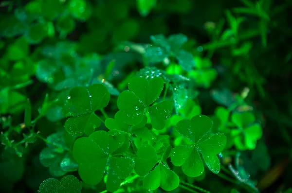 Belle Herbe Verte Tôt Matin — Photo