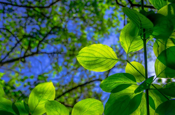 Lindas Folhas Verdes Das Árvores Dia Ensolarado — Fotografia de Stock