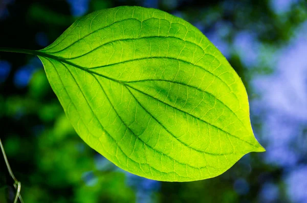 Hermosas Hojas Verdes Los Árboles Día Soleado — Foto de Stock