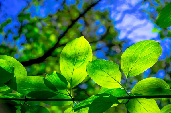 Hermosas Hojas Verdes Los Árboles Día Soleado — Foto de Stock