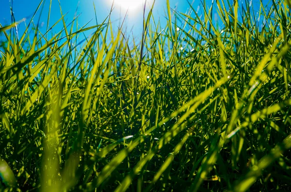 Beautiful Green Grass Early Morning — Stock Photo, Image
