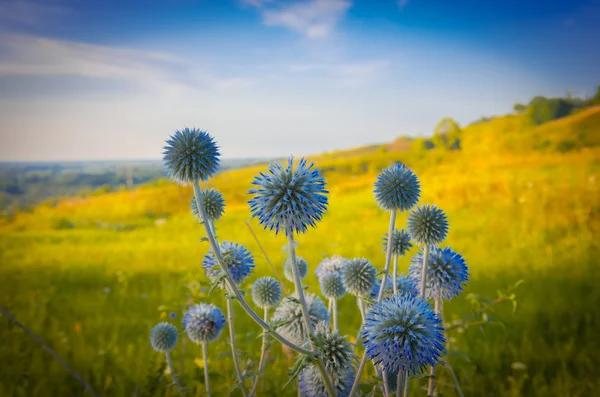 Wildes Grünes Feld Lila Dorn Der Sonne — Stockfoto