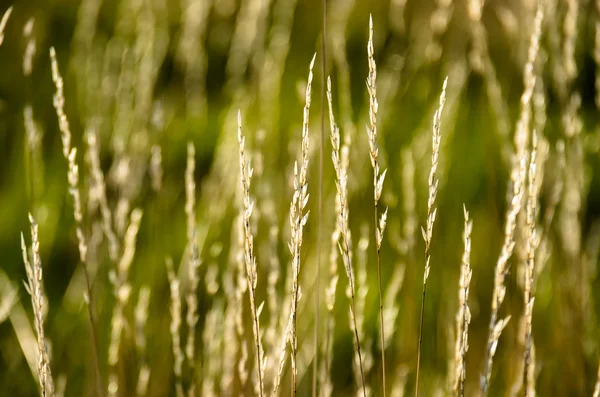 Vackra Gula Gräset Tidigt Morgonen — Stockfoto