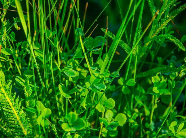Рано Утром Зеленая Трава — стоковое фото