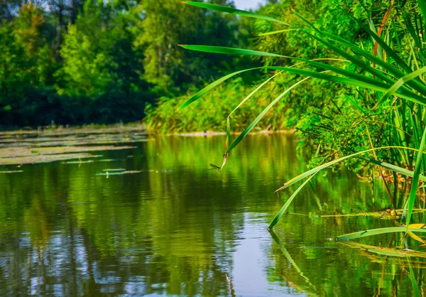 Yaz Aylarında Ukrayna Güneşli Bir Günde Sakin Nehri Üzerinde — Stok fotoğraf