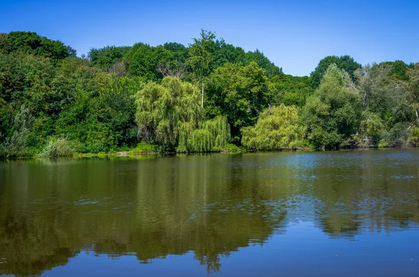 Pond Summer Sunny Day Ukraine — Stock Photo, Image