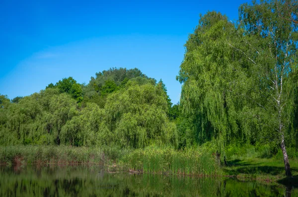 Pond Summer Sunny Day Ukraine — Stock Photo, Image