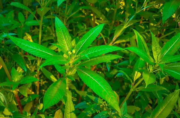 Hojas Verdes Una Flor Selva Verano — Foto de Stock