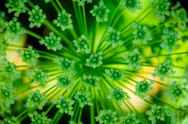 Güzel inek yaban havucu Heracleum 
