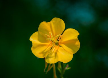 güzel sarı çiçek 