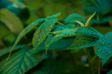 Yapraklar ıslak ahududu çalı