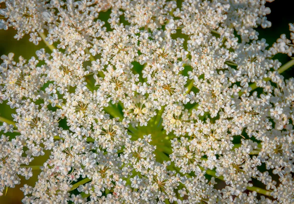 아름 다운 암소 양방 풀 나물 Heracleum — 스톡 사진