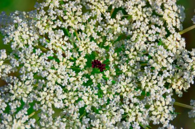 Güzel inek yaban havucu Heracleum 
